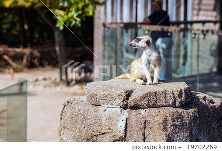 Meerkat or suricate sits on a rock 119702269