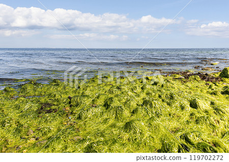 Green seaweed on the shores of the Baltic Sea. Green seaweed on the shores of the Baltic Sea. 119702272