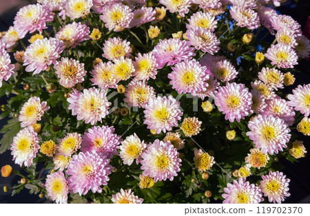 Background with beautiful autumn flowers asters 119702370