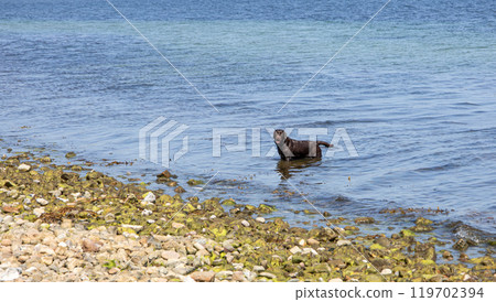 Black wet dog bathes in the sea Black wet dog bathes in the sea 119702394
