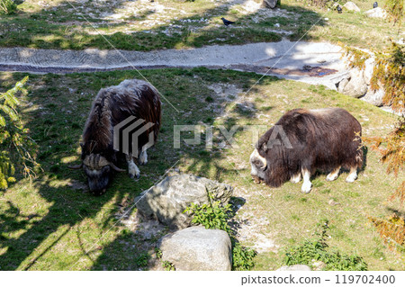A muskox grazes on a meadow with green grass 119702400