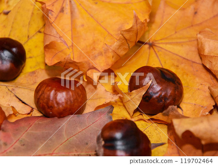 A large bunch of chestnuts are laying scattered over a pile of leaves 119702464