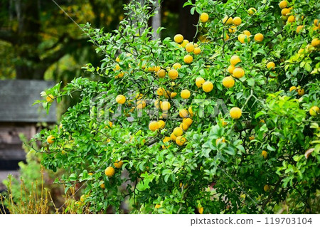 Fruit of the fish 119703104