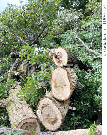 Logged trees Logged trees 119703185