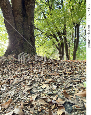 落葉地毯 119703199