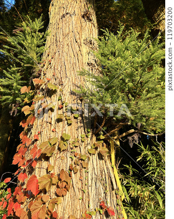 秋葉常春藤 119703200