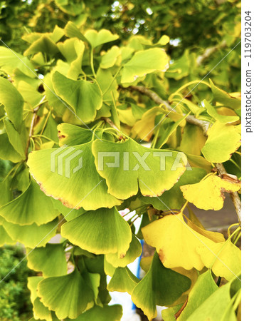 銀杏葉顏色鮮豔 銀杏葉顏色鮮豔 119703204