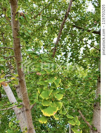 明亮的銀杏葉 119703205