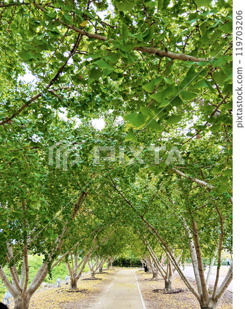 七彩銀杏 七彩銀杏 119703206