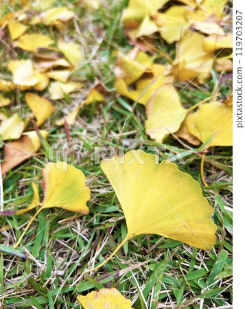 銀杏落葉 119703207