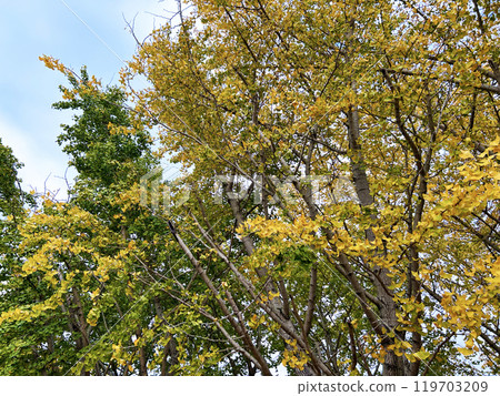 變黃的銀杏 變黃的銀杏 119703209