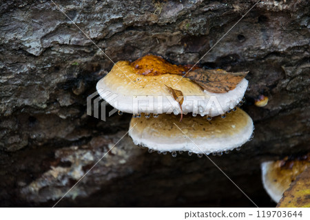 closeup of rain drops on fomitopsis pinicola on tree trunk in the forest 119703644
