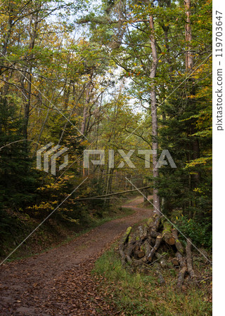 View of beautiful trees in autumnal forest 119703647