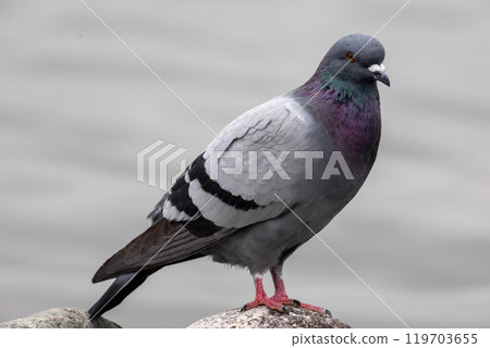 Pigeon rock pigeon 119703655