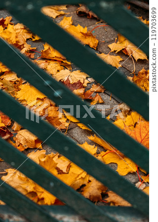 Yellow autumn leaves on pavement viewed through green metal bars. Urban fall scene with natural textures and contrast. 119703699