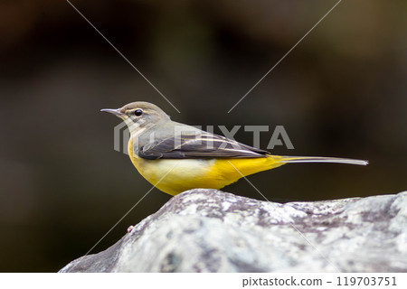 A grey wagtail resting on a stone 119703751