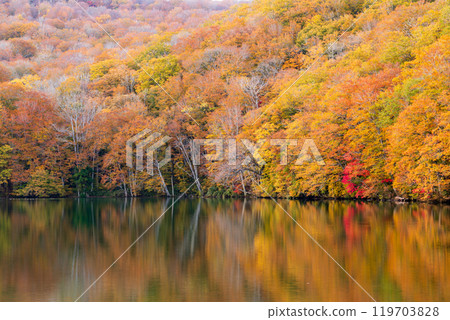 「青森郡」蔦沼的紅葉 119703828