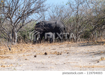African Elephant in Chobe National Park 119704003