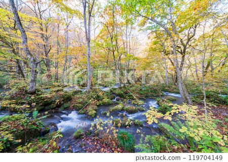 Towada City, Aomori Prefecture Oirase Gorge with Autumn Leaves Towada City, Aomori Prefecture Oirase Gorge with Autumn Leaves 119704149