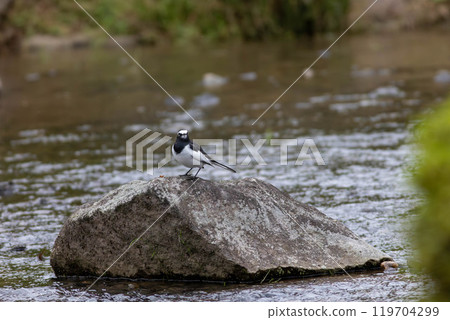 石頭上的黑背鶺鴒 石頭上的黑背鶺鴒 119704299