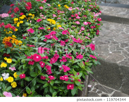 Colorful pansies planted in a flowerbed Colorful pansies planted in a flowerbed 119704344