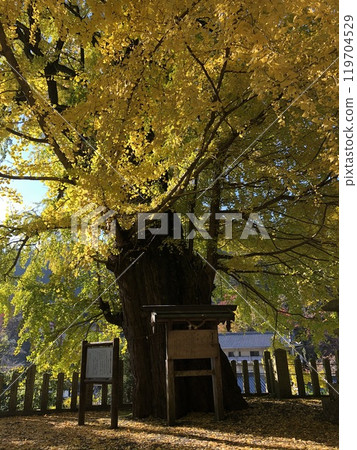 Hatsuse Ginkgo Tree Hatsuse Ginkgo Tree 119704529