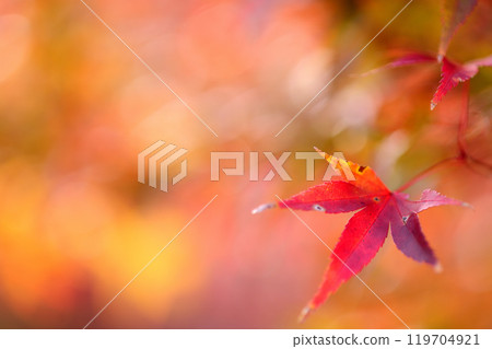 Autumn scenery Autumn scenery 119704921