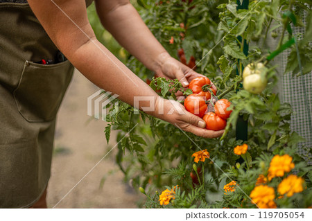Farmer carefully inspects a large ripe tomato Farmer carefully inspects a large ripe tomato 119705054