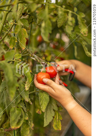 Farmer is harvesting ripe red tomatoes Farmer is harvesting ripe red tomatoes 119705059