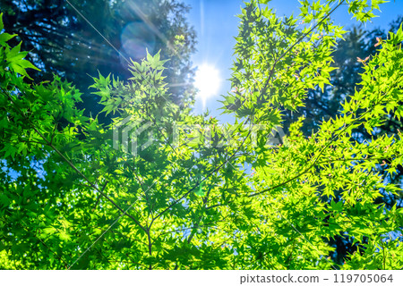 Spring Ikuta Ryokuchi: Image of fresh greenery 119705064