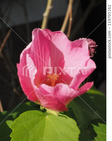 Weed Seed Series, Hibiscus Weed Seed Series, Hibiscus 119705162