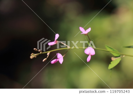 孤獨盛開的杏樹 孤獨盛開的杏樹 119705243