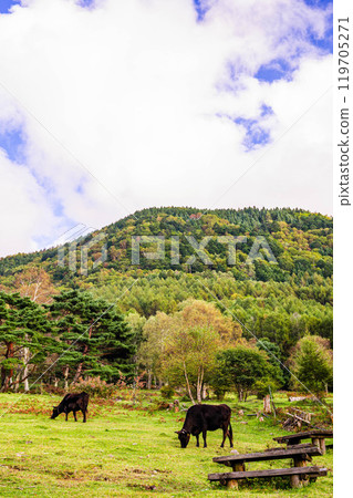 Grazing cows and mountains at Sanjo Farm Grazing cows and mountains at Sanjo Farm 119705271