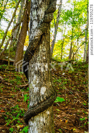 Tangled Tree Tangled Tree 119705278