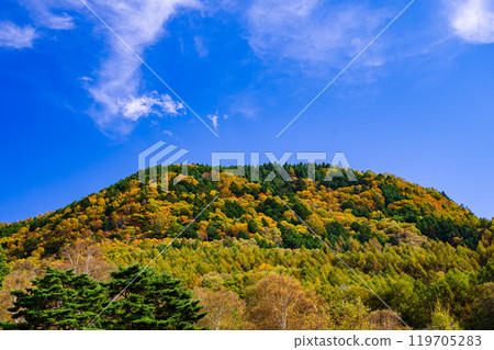 Colorful autumn foliage on the mountain Colorful autumn foliage on the mountain 119705283
