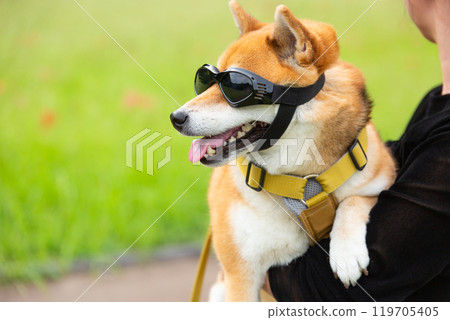 戴著狗墨鏡的柴犬 戴著狗墨鏡的柴犬 119705405