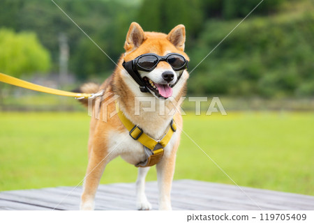 Shiba Inu wearing dog sunglasses 119705409
