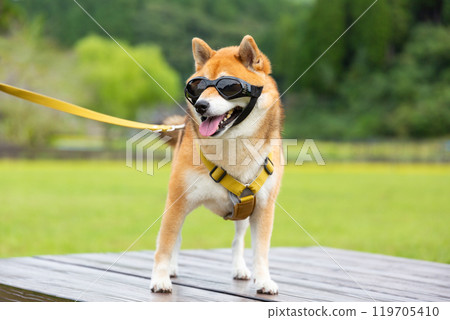 Shiba Inu wearing dog sunglasses Shiba Inu wearing dog sunglasses 119705410