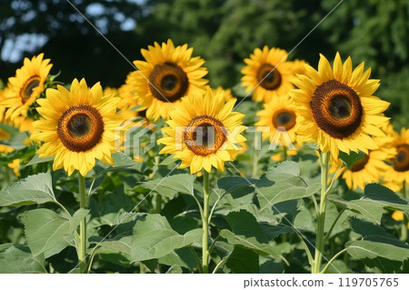 A vibrant field of sunflowers in full bloom, their bright yellow petals and dark centers contrasting against green leaves and a blurred background A vibrant field of sunflowers in full bloom, their bright yellow petals and dark centers contrasting against green leaves and a blurred background 119705765