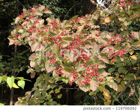 Viburnum with red fruits Viburnum with red fruits 119706092