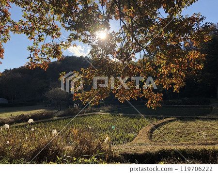 A rural landscape where autumn leaves have begun to change color A rural landscape where autumn leaves have begun to change color 119706222