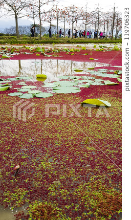 木棉花季 119706323