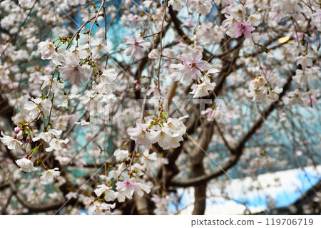 京都紫雲山長法寺六角堂美麗的垂枝櫻花（京都市中京區） 119706719