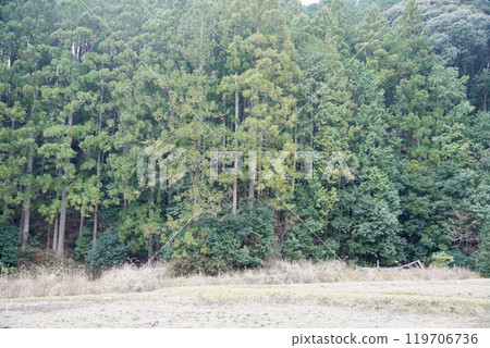 Forest boundary Forest boundary 119706736