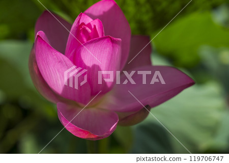 Lotus Lotus 119706747