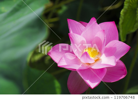 Lotus Lotus 119706748