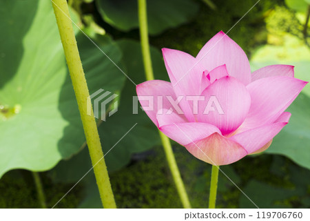 Lotus Lotus 119706760
