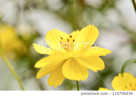 Beautiful yellow cosmos blooming in the park 119706836