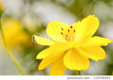 Beautiful yellow cosmos blooming in the park 119706850