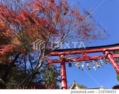 Autumn leaves and red torii 119706853